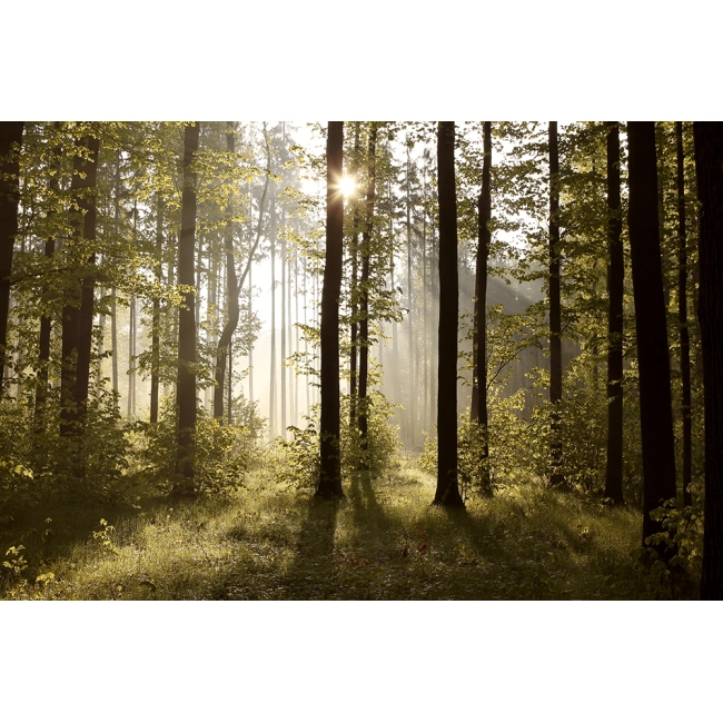 Fototapeta na wymiar las, słońce, drzewa bez łączeń